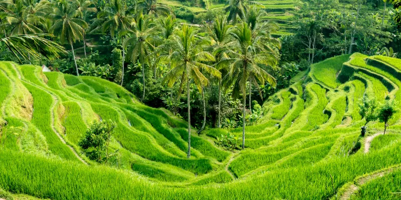 Honeymoon in Bali - private pool villas in Ubud